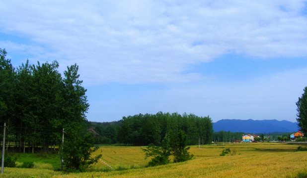 麦田