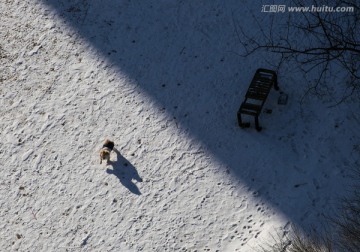 狗在雪里