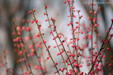 桃花花苞