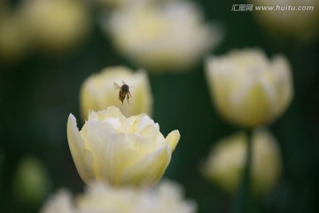 蜜蜂和郁金香