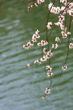 花枝