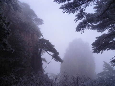 黄山探海松