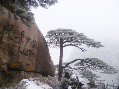 黄山 迎客松