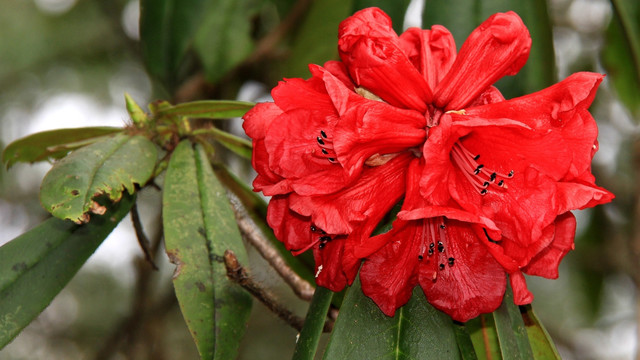 红色高山杜鹃花