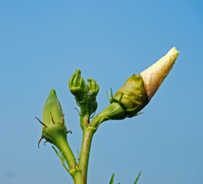 黄秋葵花