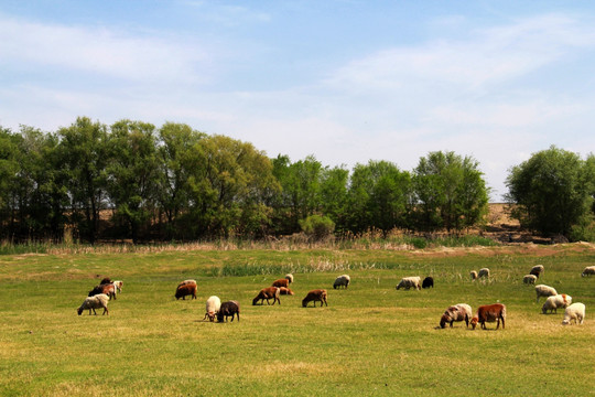 湿地羊群