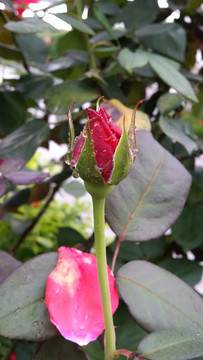 紅玫瑰花芯