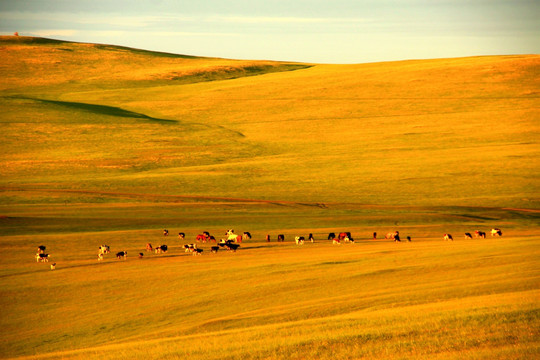 夕阳下的草原牧场 牛群