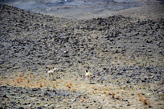 国家二级保护动物藏原羚