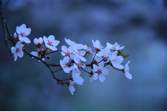 写意桃花