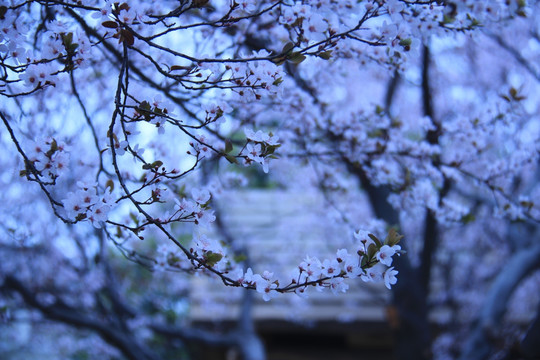 写意桃花