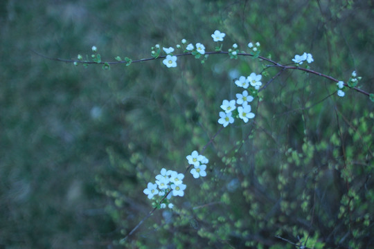 白色小花