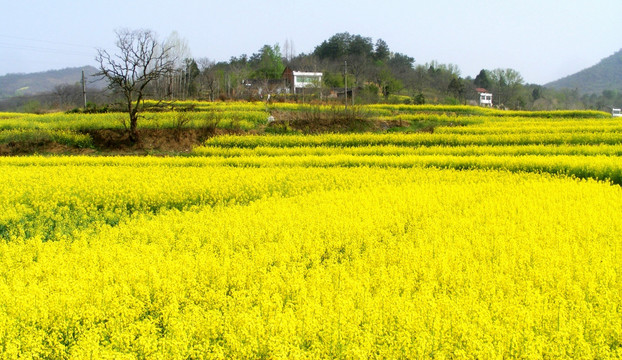 开满油菜花的田野