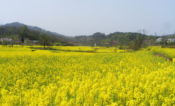 开满油菜花的田野