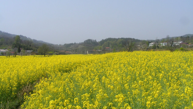 开满油菜花的田野