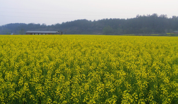 开满油菜花的田野