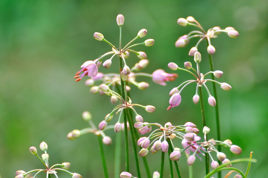 薤白花