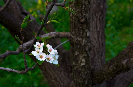 小花