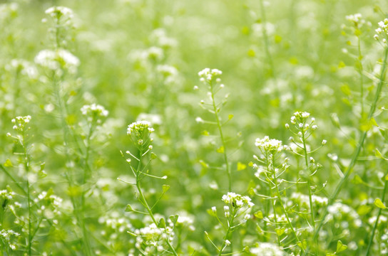 荠菜花丛