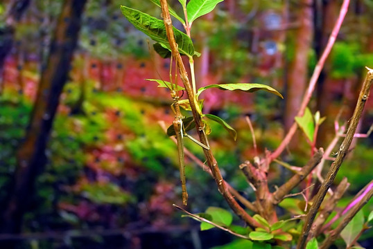 绿椒竹节虫