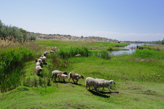 湿地 放羊