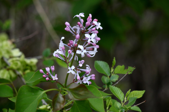 丁香花 紫色 花