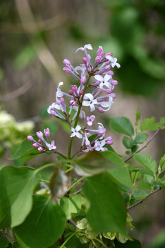 丁香 丁香花 紫色 花 花卉