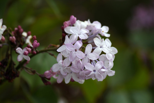 丁香 丁香花 紫色 花 花卉