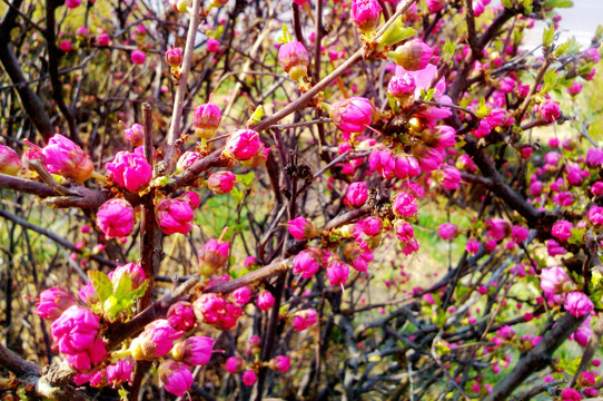 榆叶梅花 花枝 花蕾