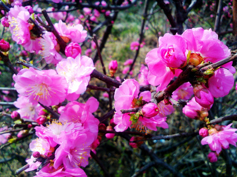 榆叶梅花 花枝 花蕾