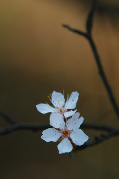 李花