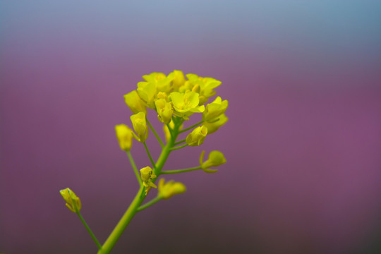 油菜花