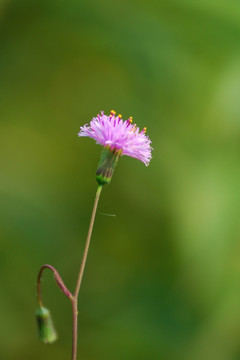 野花