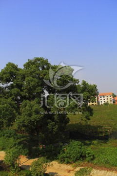 樟樹 葡萄園 民房
