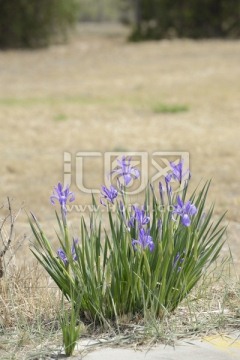 马兰花