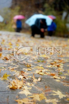 雨中小景