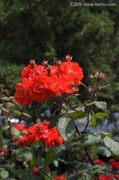 红色月季花