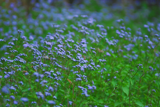 小花背景