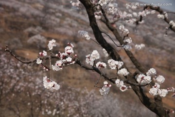 杏花