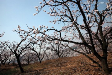 杏树