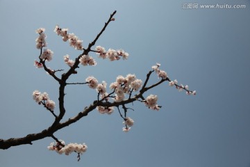 杏花