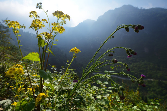 彭州龙门山野花