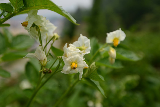 土豆开花