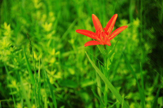 百合花 山丹花 萨日朗