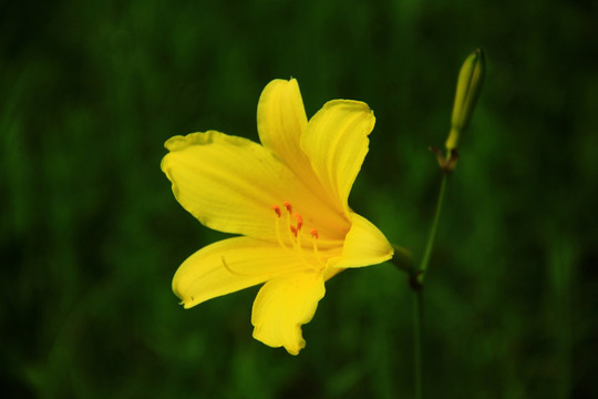 黄花菜 野百合