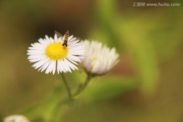 花和蜜蜂