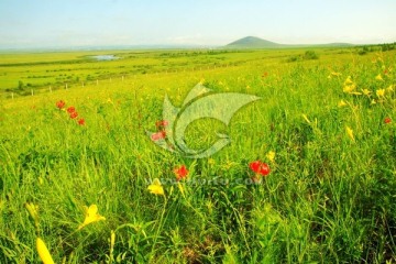 田野风光 草原野花 Field