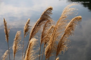 湖水岸边芦苇花