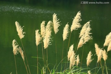 湖边秋色芦苇花