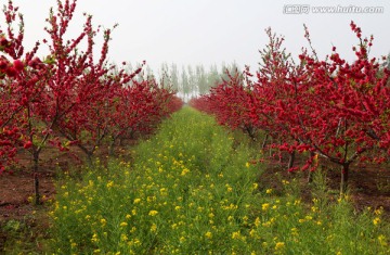 桃花